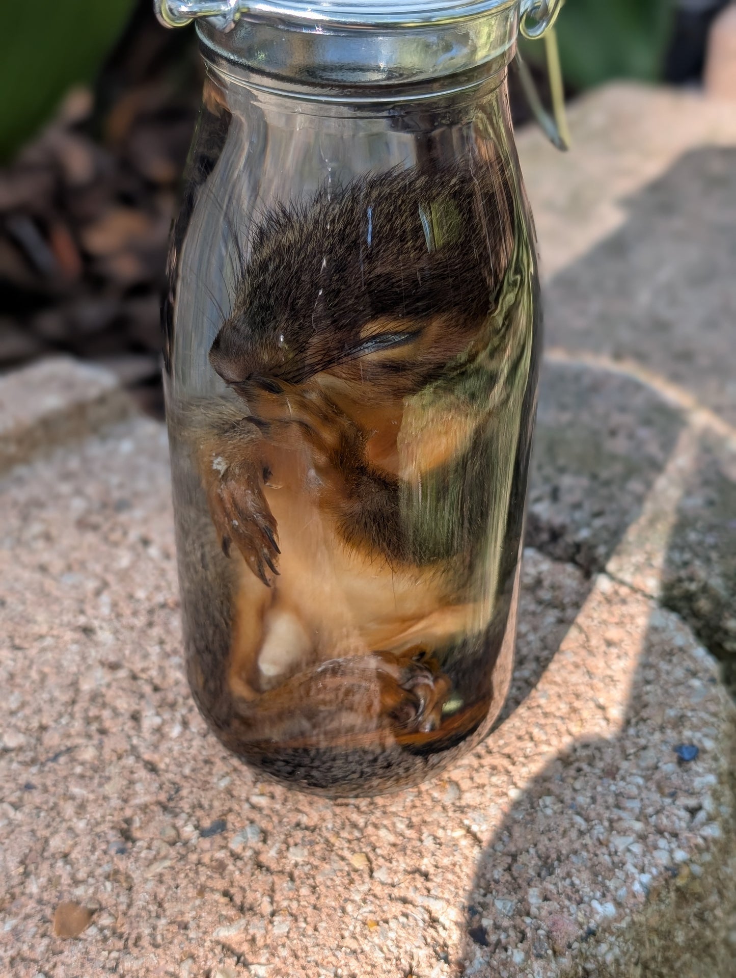 JUVENILE SQUIRREL - WET SPECIMEN