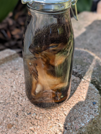 JUVENILE SQUIRREL - WET SPECIMEN