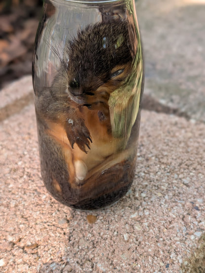 JUVENILE SQUIRREL - WET SPECIMEN