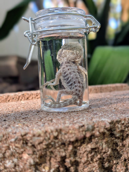 BABY BEARDED DRAGON #2 - WET SPECIMEN