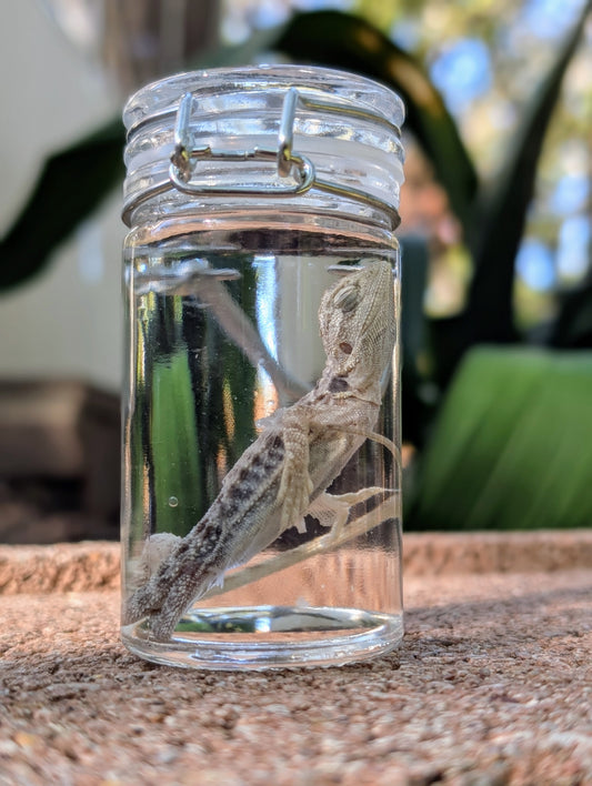 BABY BEARDED DRAGON #2 - WET SPECIMEN