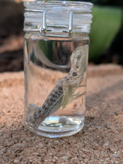 BABY BEARDED DRAGON #2 - WET SPECIMEN