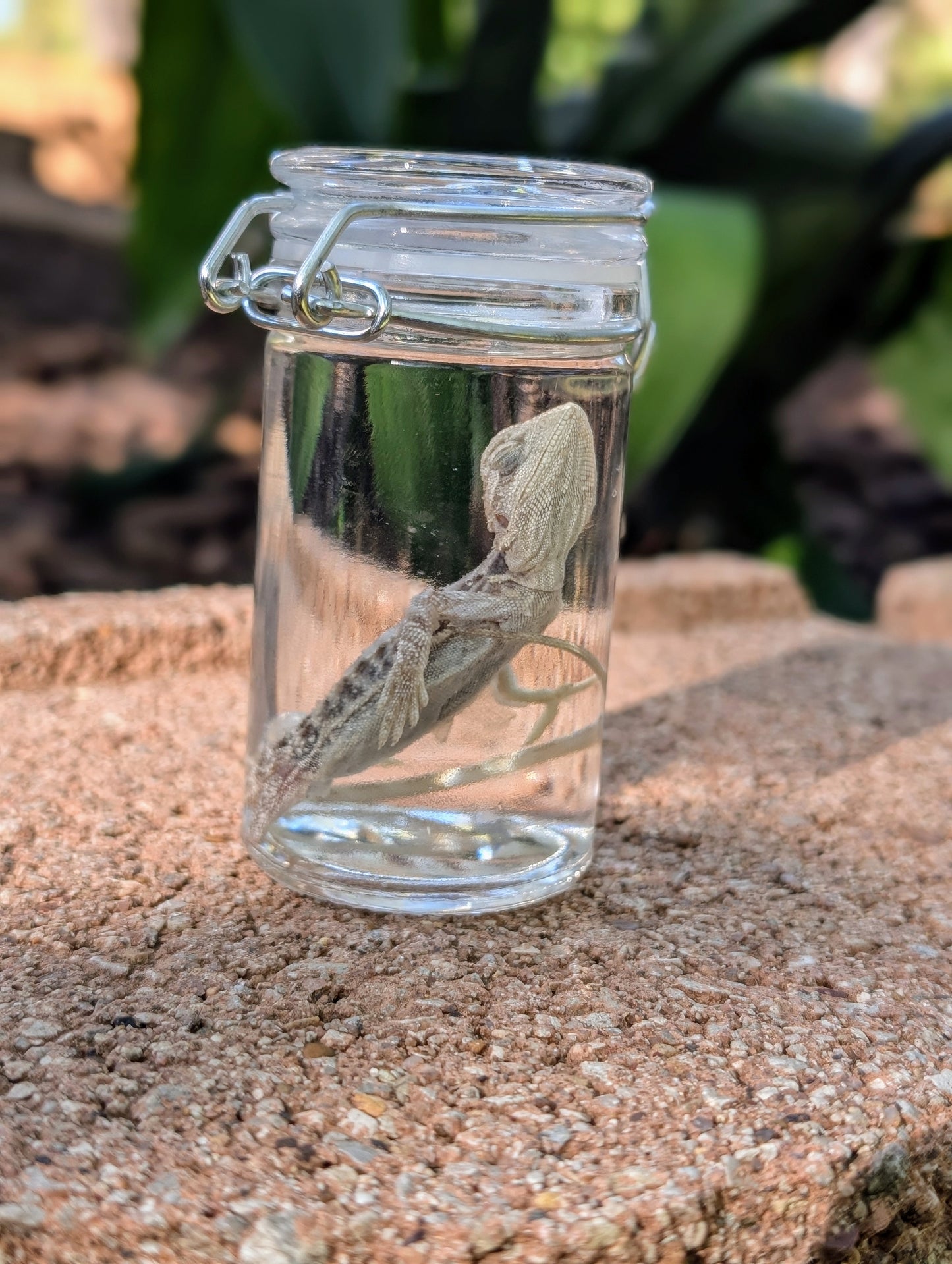 BABY BEARDED DRAGON #2 - WET SPECIMEN