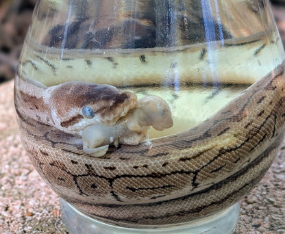BALL PYTHON X PINKIE - WET SPECIMEN