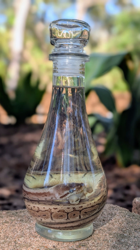 BALL PYTHON X PINKIE - WET SPECIMEN