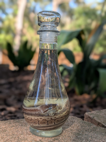 BALL PYTHON X PINKIE - WET SPECIMEN