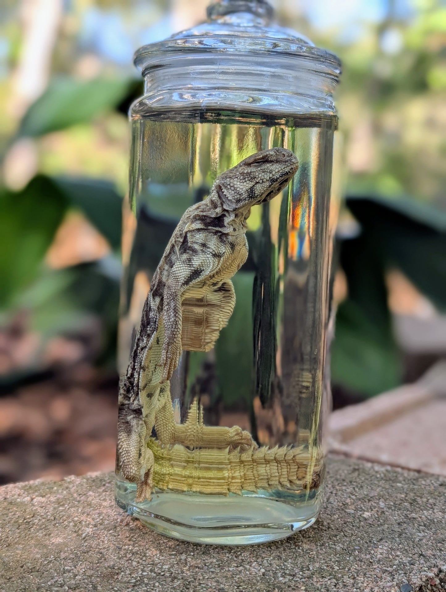 UROMASTYX - WET SPECIMEN