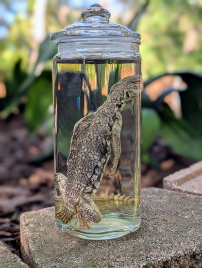 UROMASTYX - WET SPECIMEN