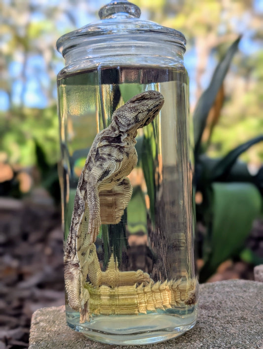 UROMASTYX - WET SPECIMEN