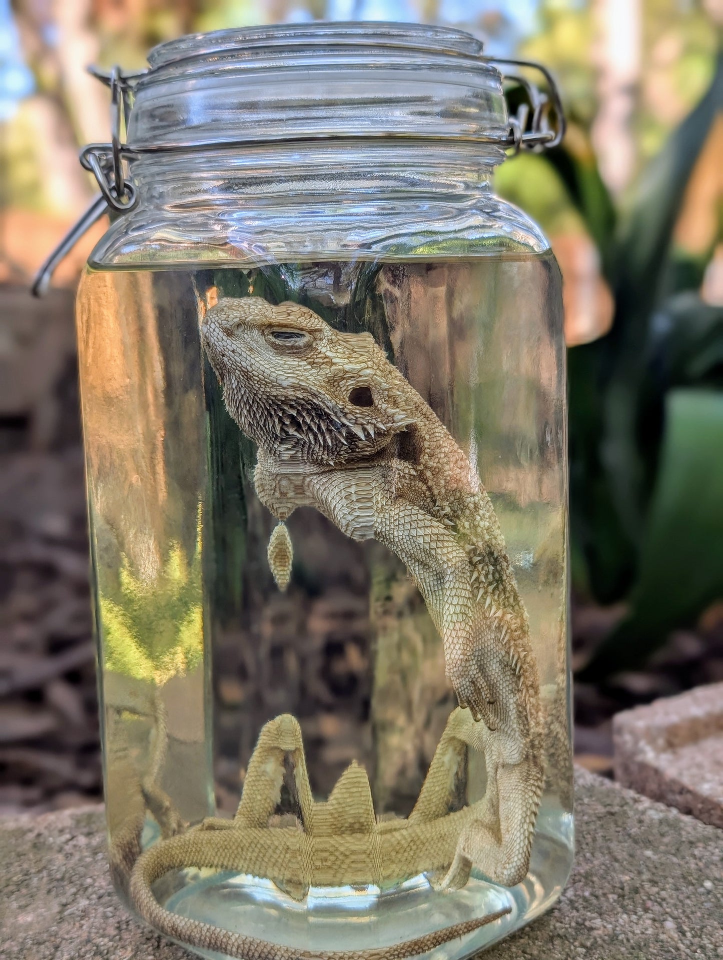 ADULT BEARDED DRAGON - WET SPECIMEN