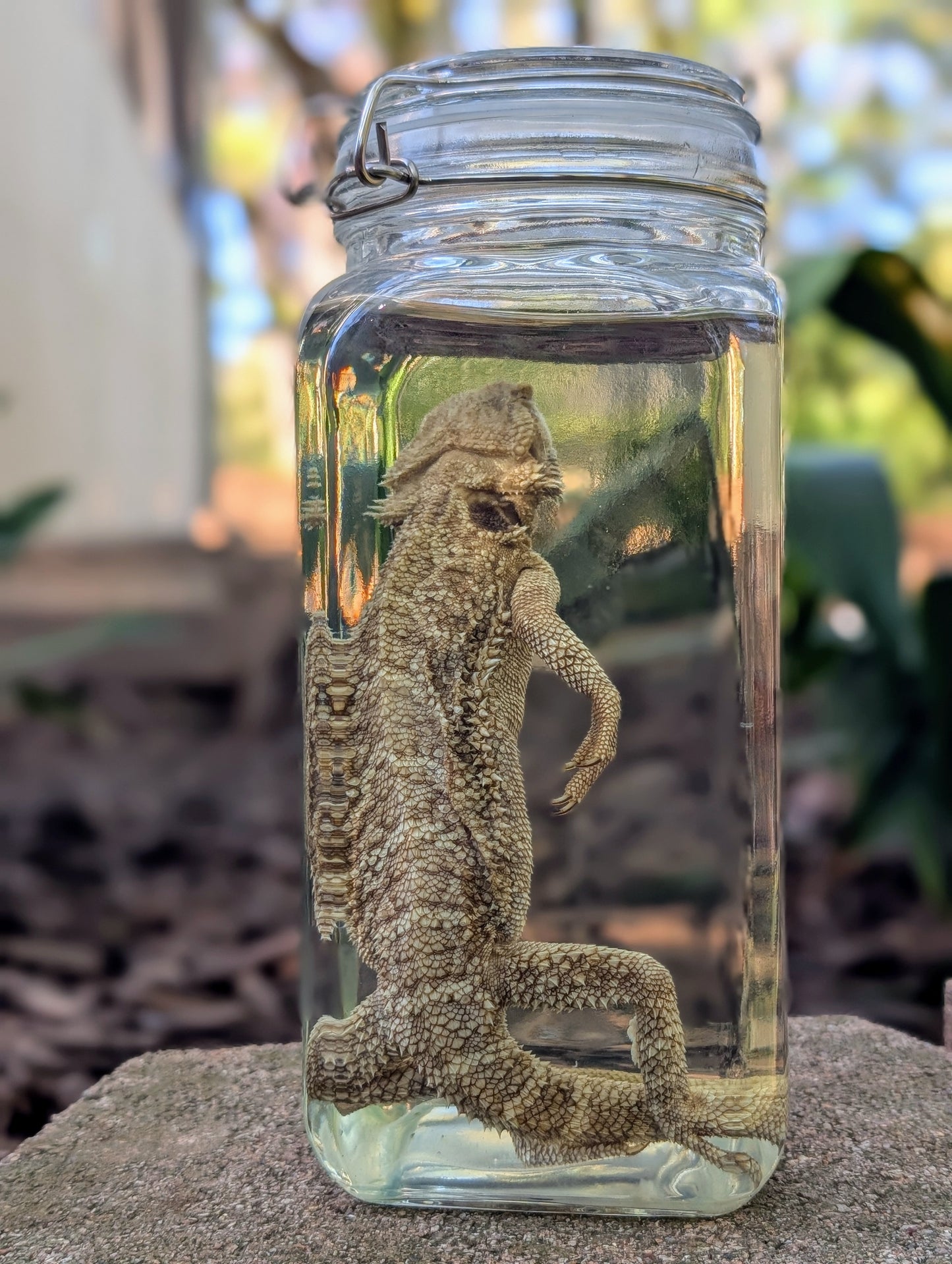 ADULT BEARDED DRAGON - WET SPECIMEN