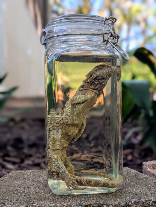 ADULT BEARDED DRAGON - WET SPECIMEN
