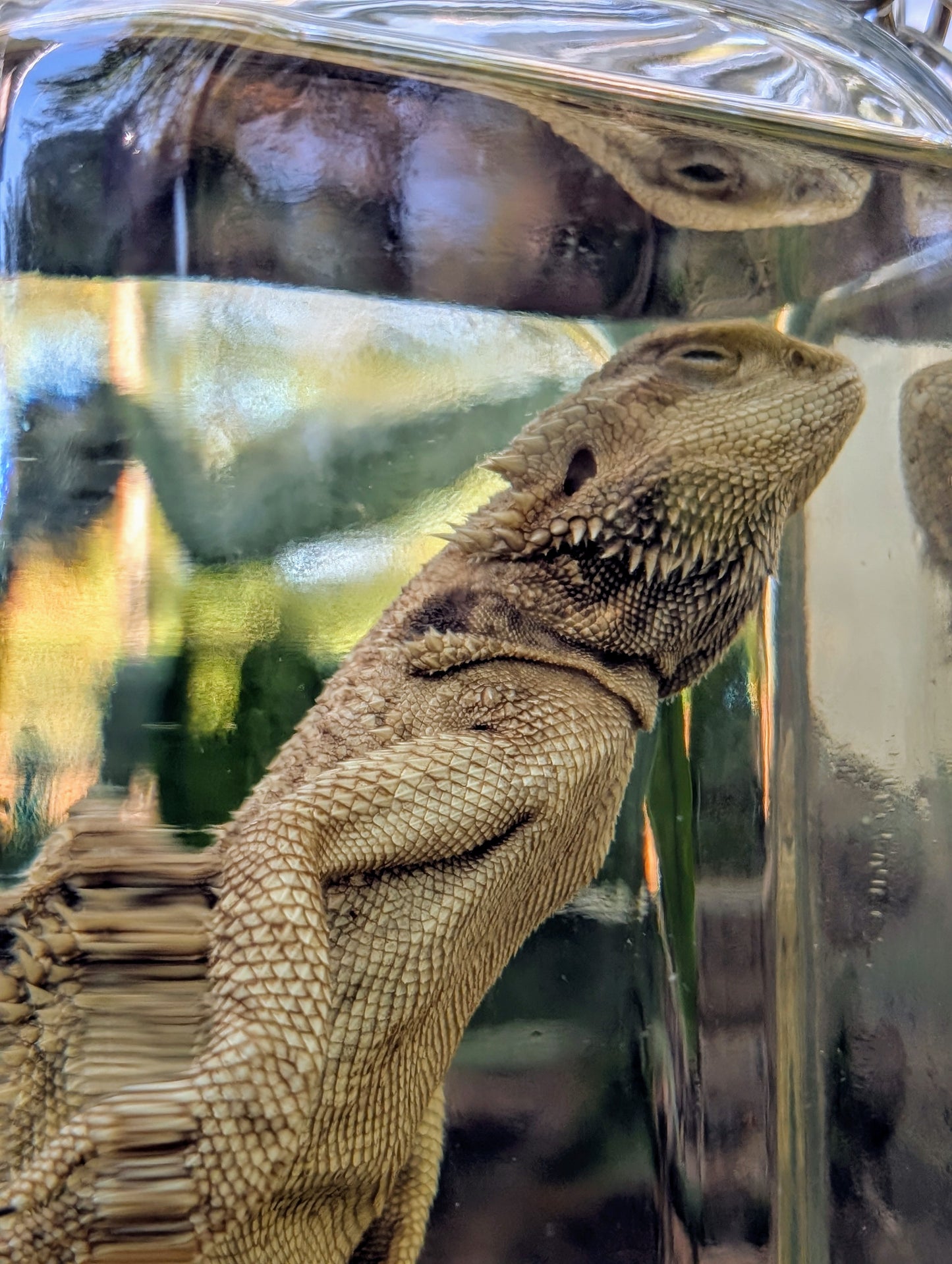 ADULT BEARDED DRAGON - WET SPECIMEN