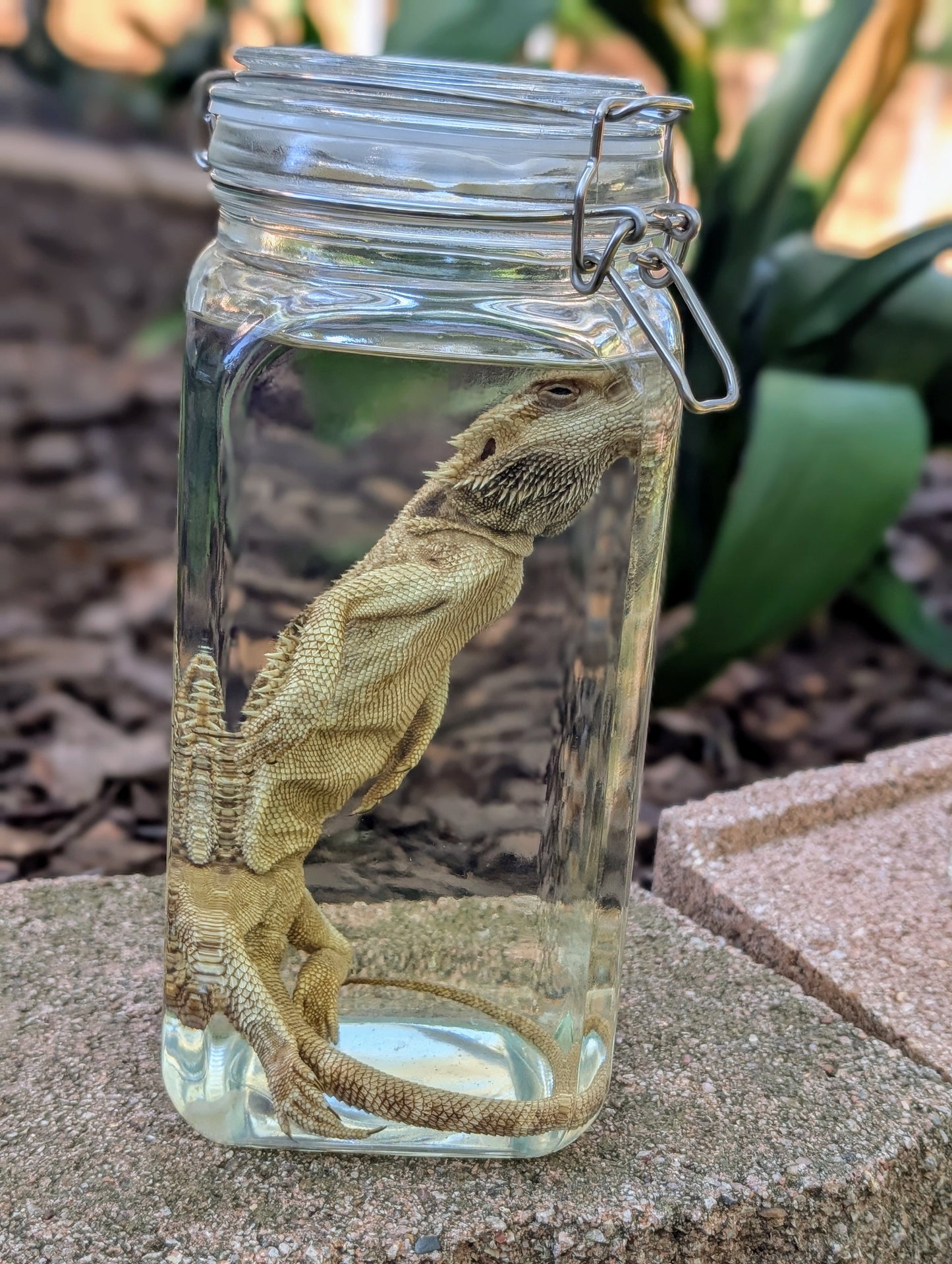 ADULT BEARDED DRAGON - WET SPECIMEN