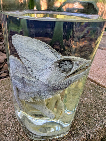 VEILED CHAMELEON- WET SPECIMEN