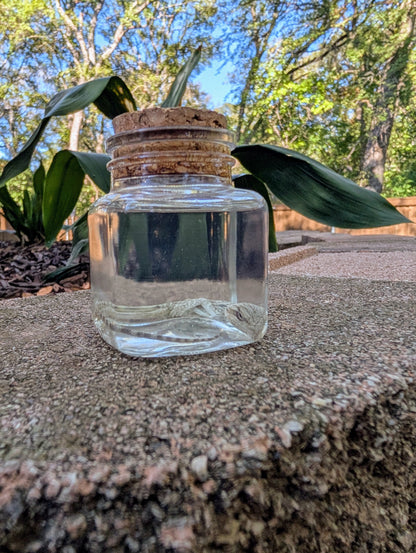 BABY BEARDED DRAGON #1 - WET SPECIMEN