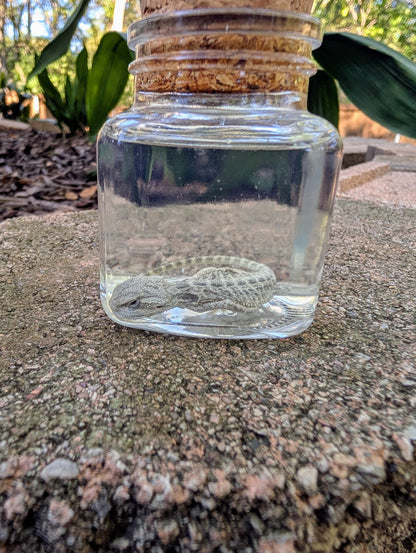 BABY BEARDED DRAGON #1 - WET SPECIMEN