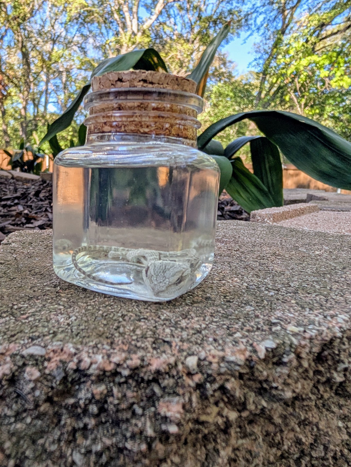 BABY BEARDED DRAGON #1 - WET SPECIMEN
