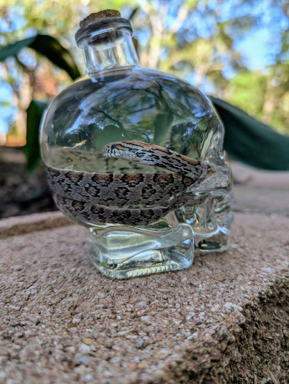 CORN SNAKE - WET SPECIMEN