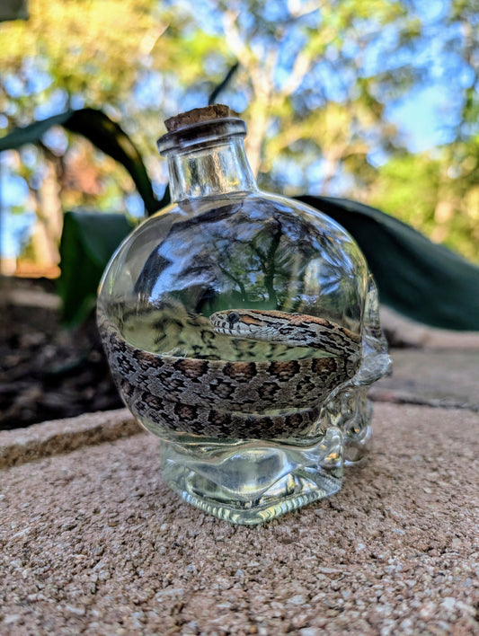 CORN SNAKE - WET SPECIMEN