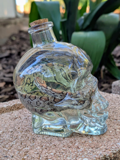 CORN SNAKE - WET SPECIMEN