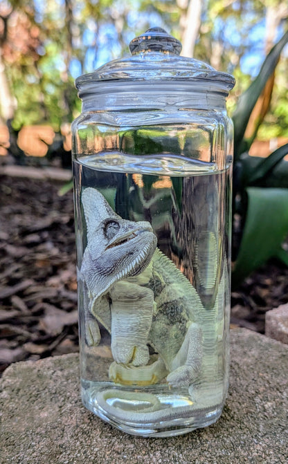 VEILED CHAMELEON- WET SPECIMEN