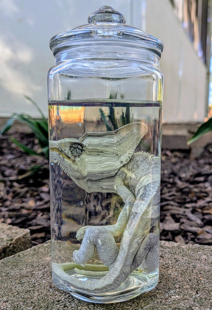 VEILED CHAMELEON- WET SPECIMEN