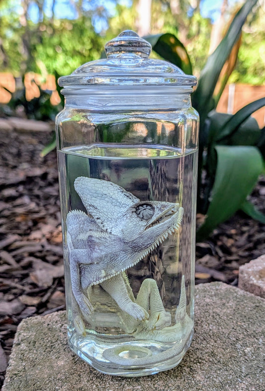 VEILED CHAMELEON- WET SPECIMEN