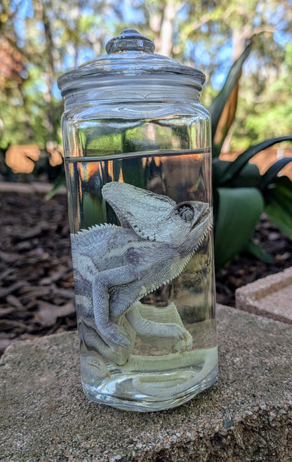 VEILED CHAMELEON- WET SPECIMEN