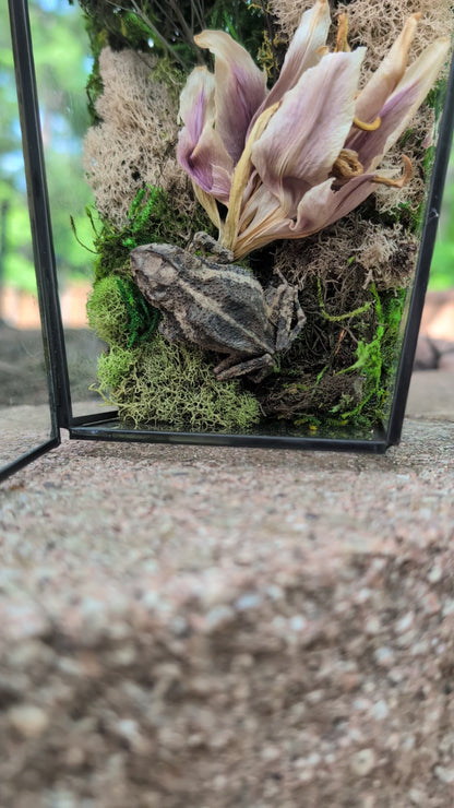 Toad and cicada coffin terrarium