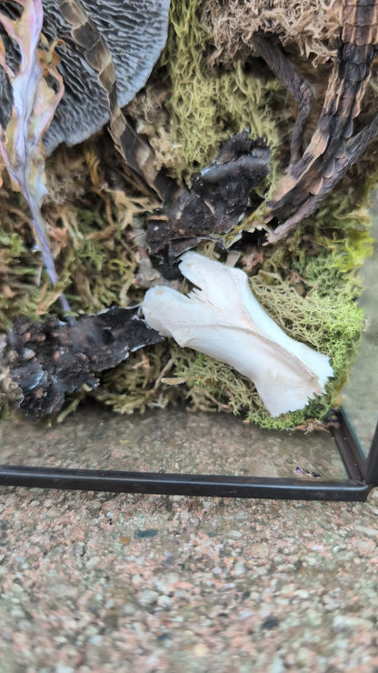Mummified cayman crocodile coffin terrarium