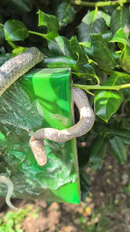 Mummified sand boa canvas