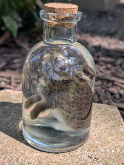 BUNNY WET SPECIMEN #1