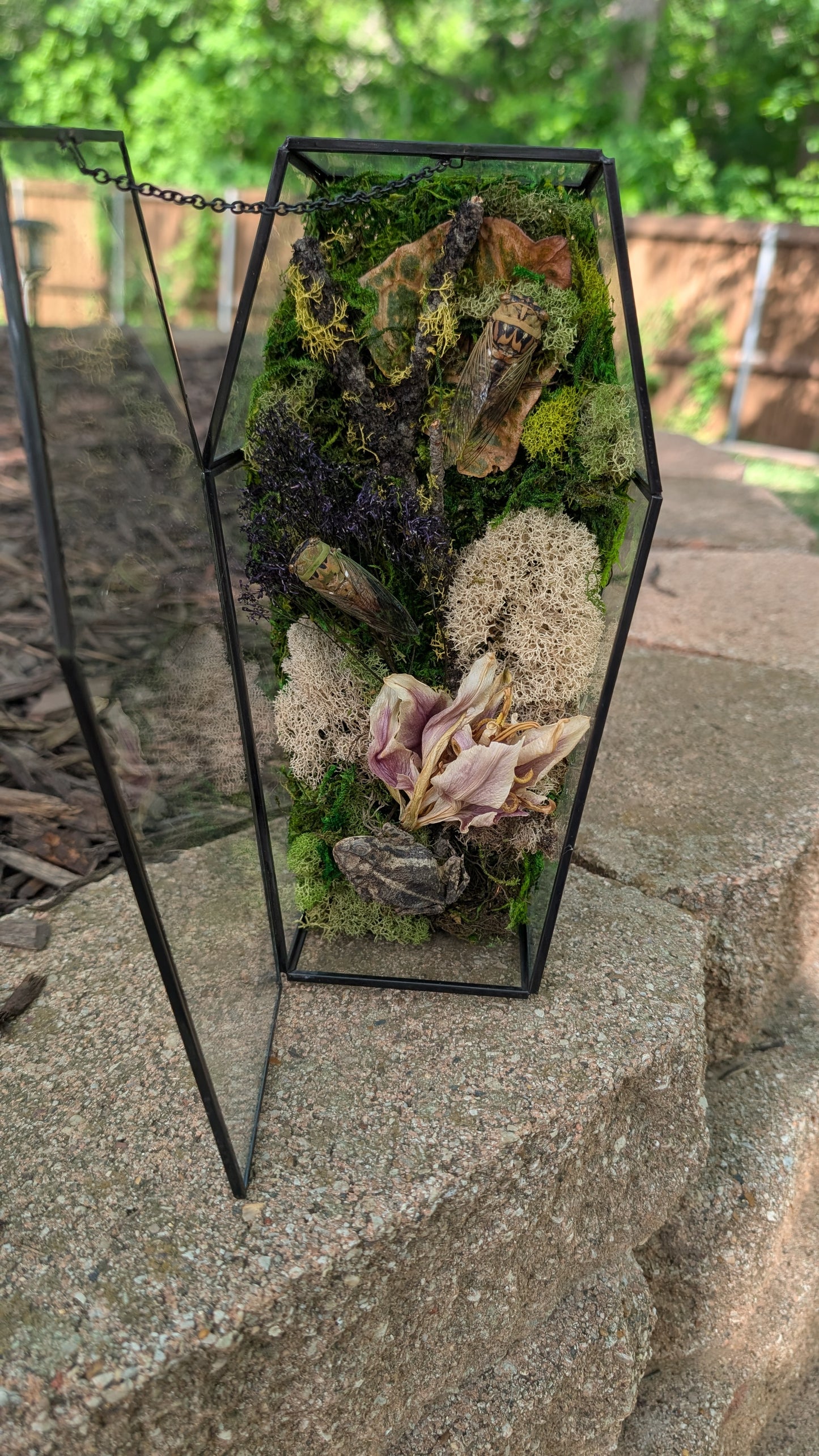 Toad and cicada coffin terrarium