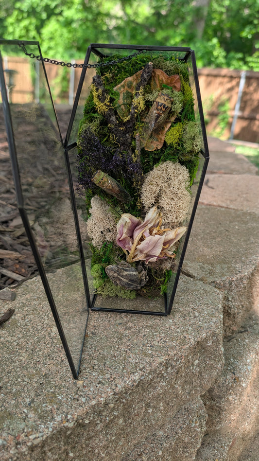 Toad and cicada coffin terrarium