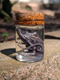 Baby chameleon #1 wet specimen