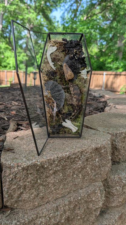Mummified cayman crocodile coffin terrarium