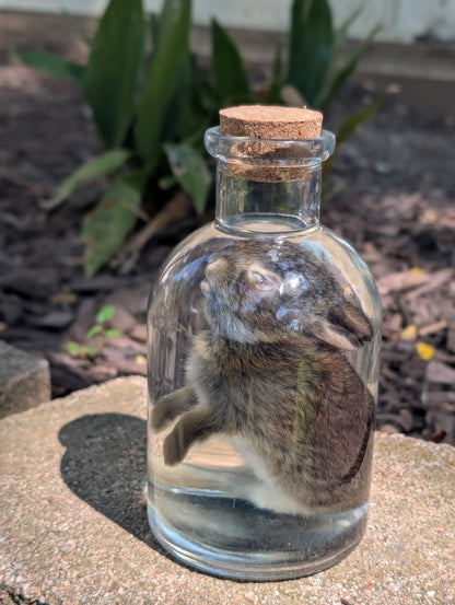 BUNNY WET SPECIMEN #1