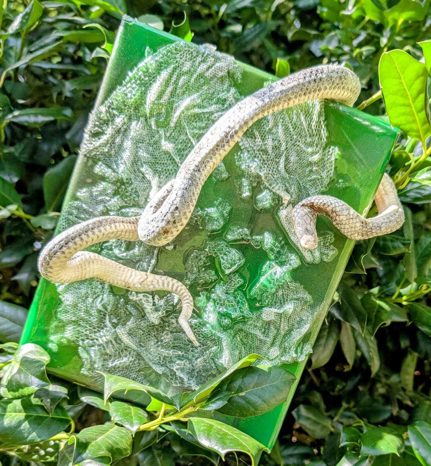 Mummified sand boa canvas