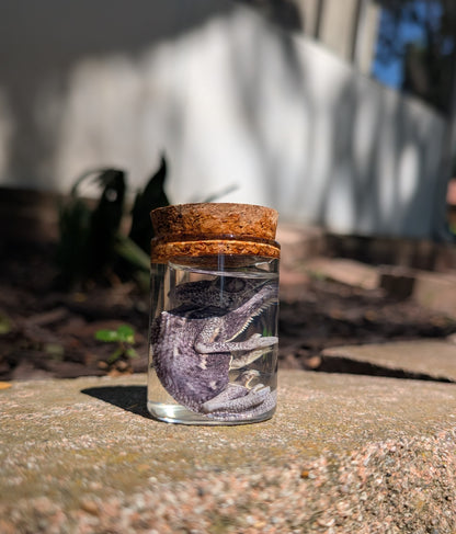 Baby chameleon #1 wet specimen