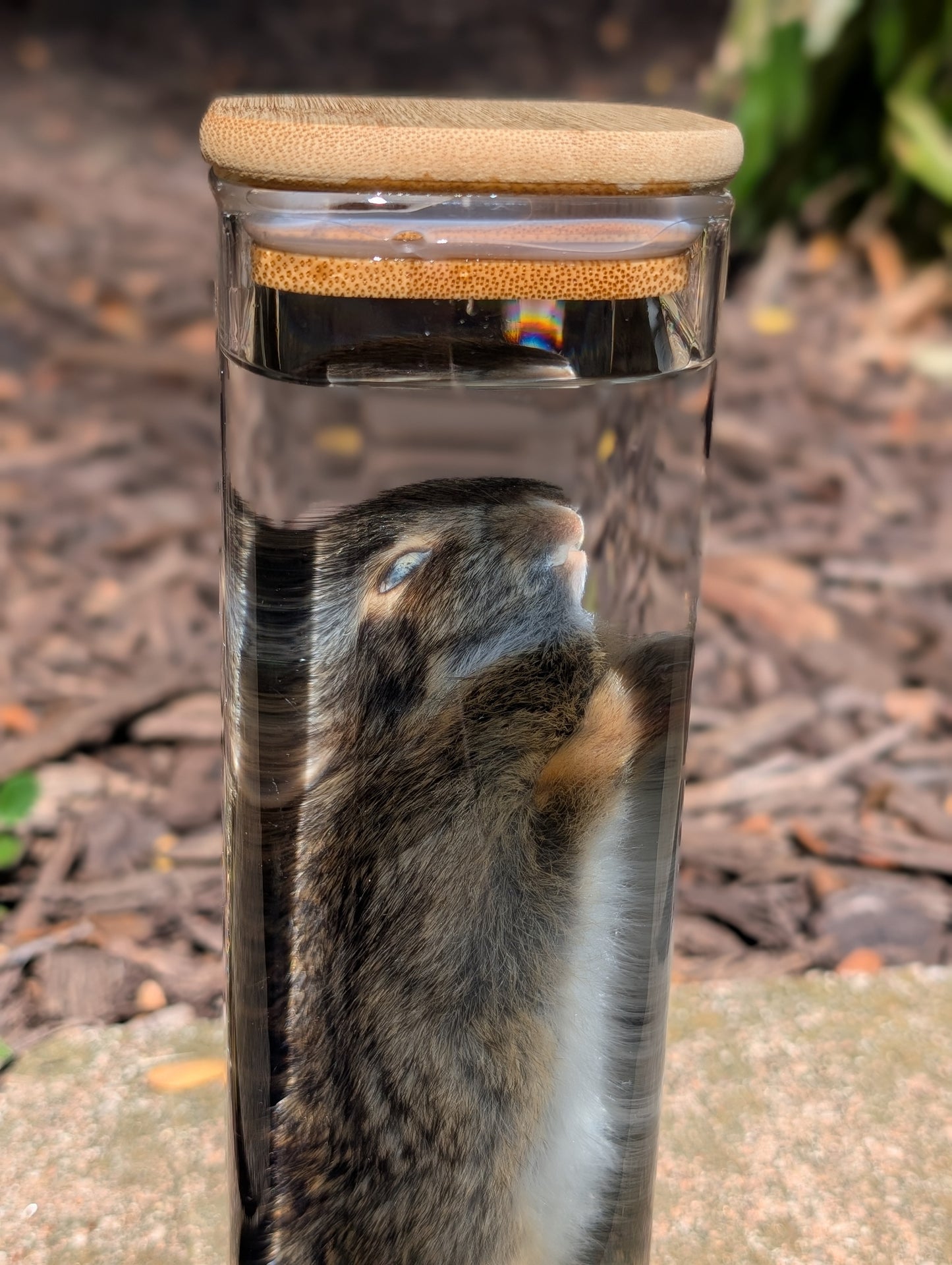 Bunny wet specimen #3