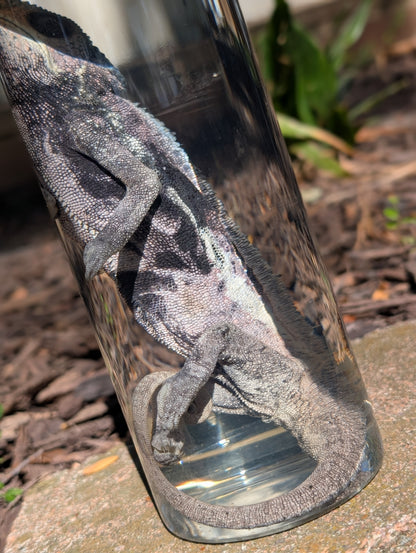 VEILED CHAMELEON- WET SPECIMEN