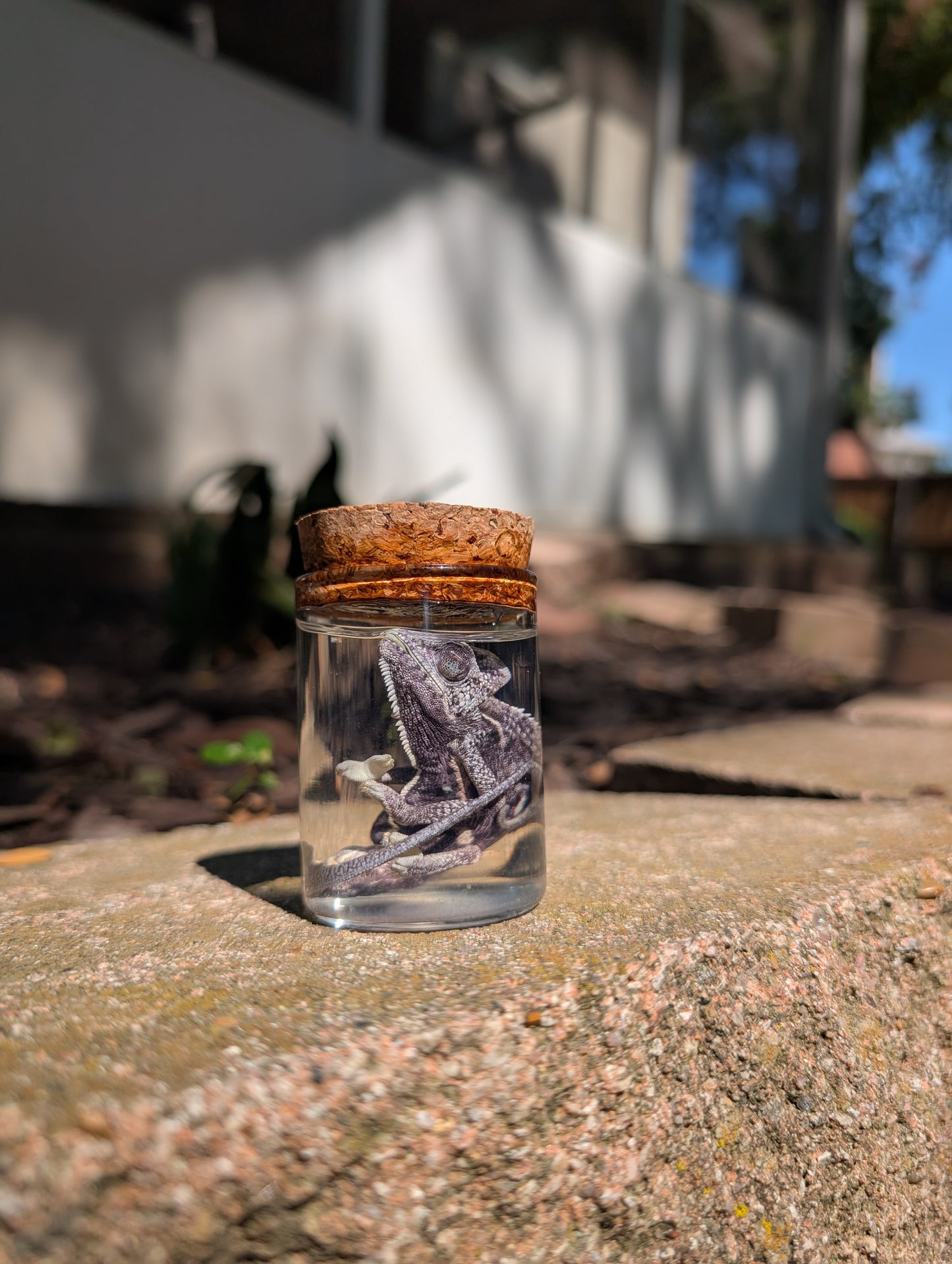 Baby chameleon #1 wet specimen