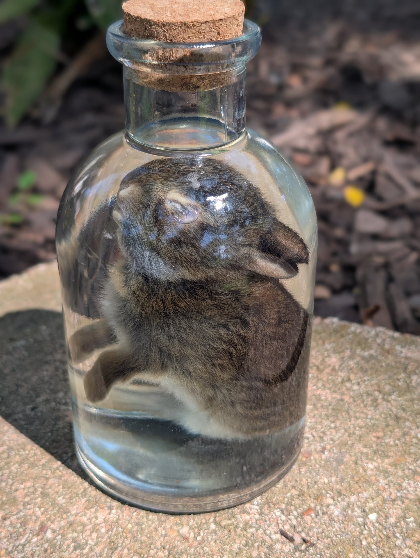 BUNNY WET SPECIMEN #1