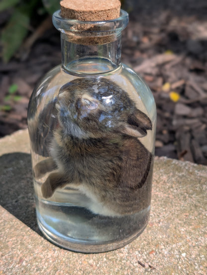 BUNNY WET SPECIMEN #1