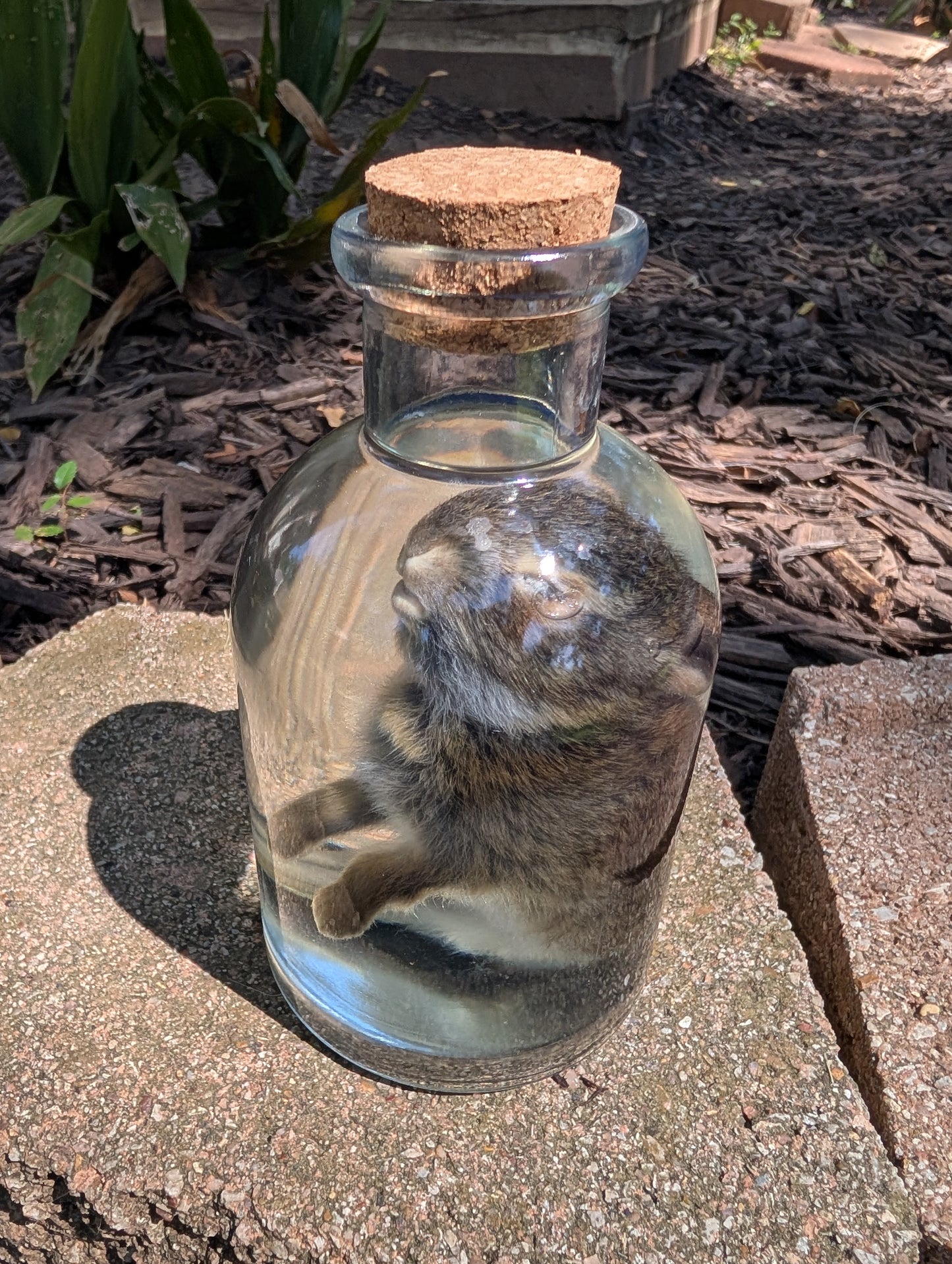 BUNNY WET SPECIMEN #1