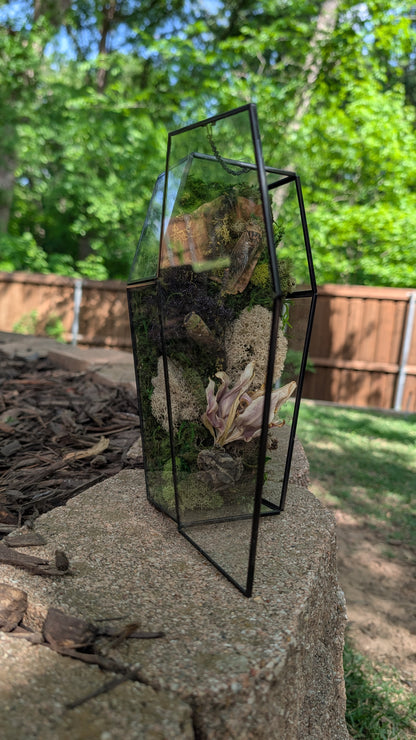 Toad and cicada coffin terrarium