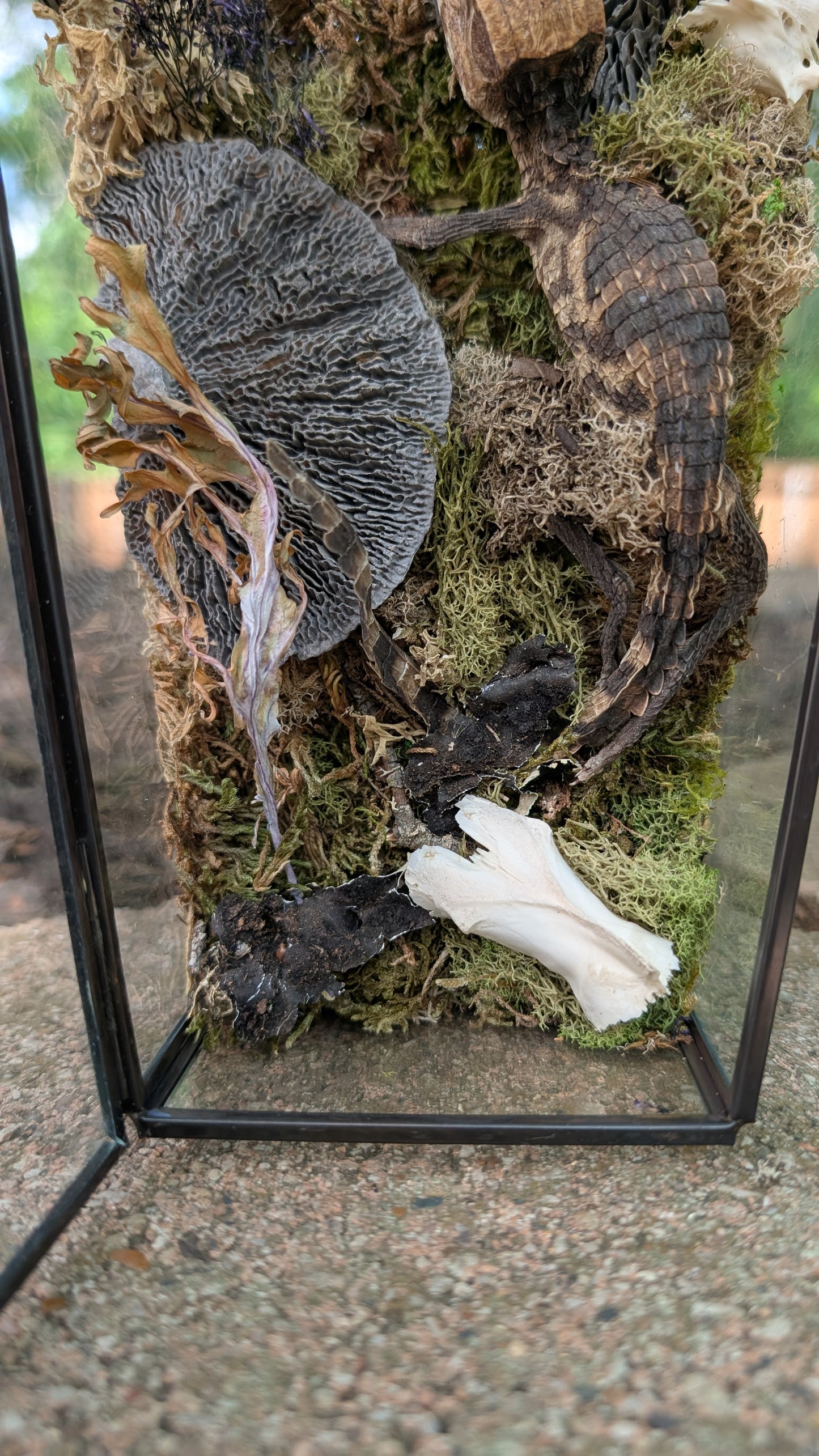 Mummified cayman crocodile coffin terrarium