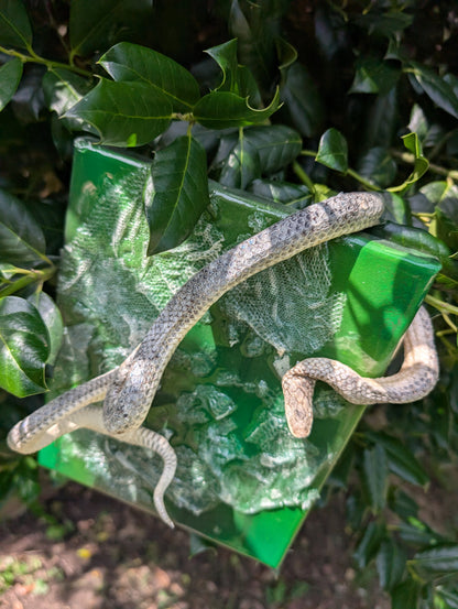 Mummified sand boa canvas