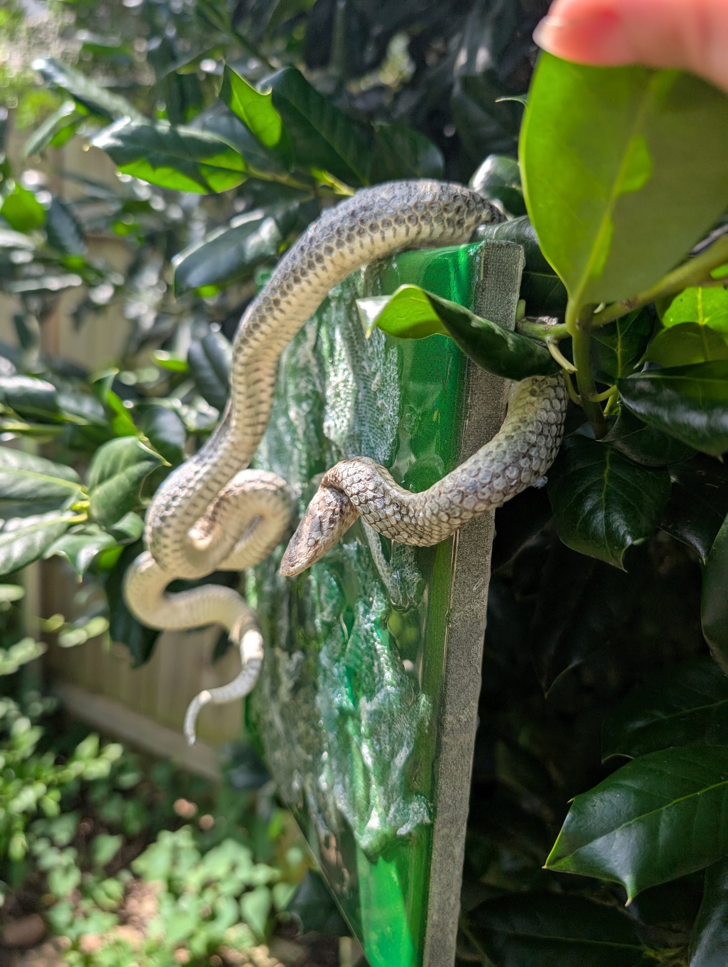 Mummified sand boa canvas